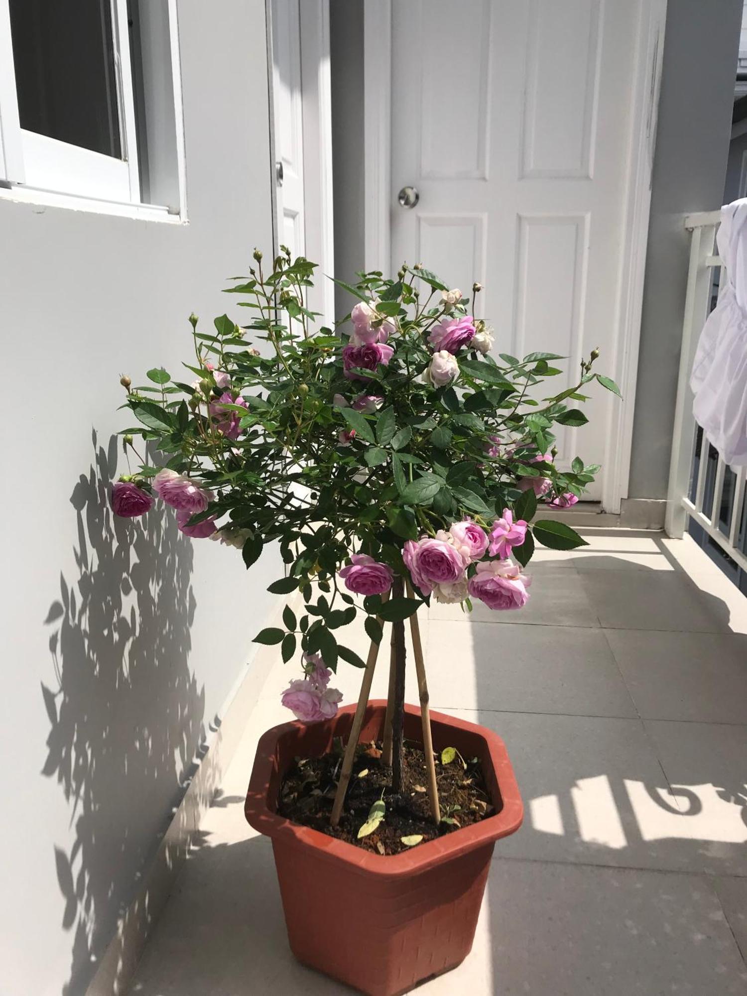 Phuong Hong Guesthouse Đà Lạt Extérieur photo